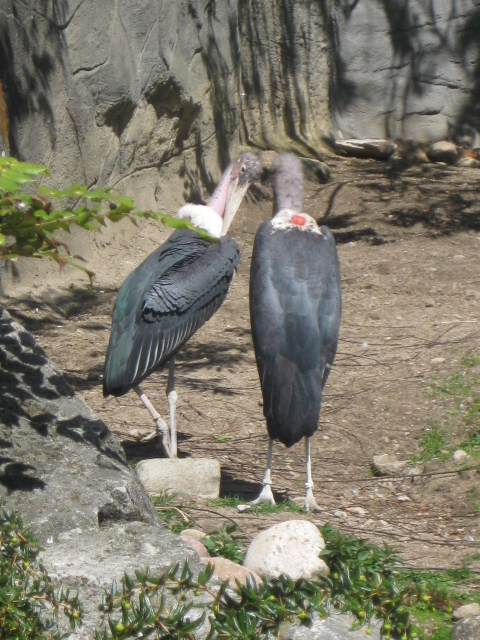 Tierpark Hagenbeck