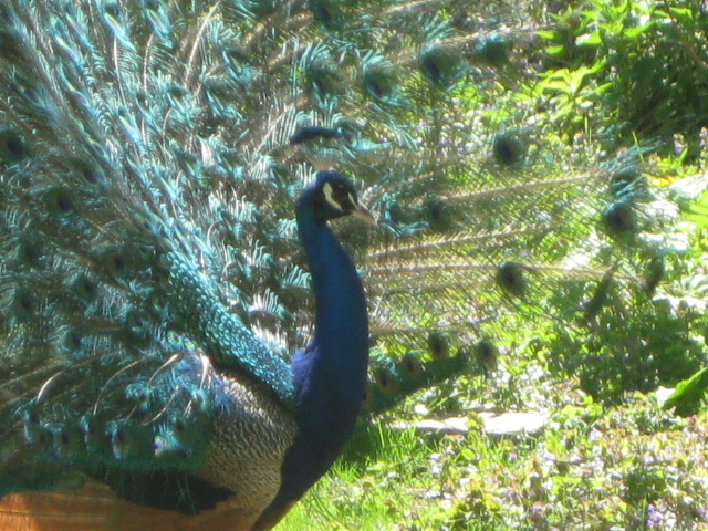 Tierpark Hagenbeck