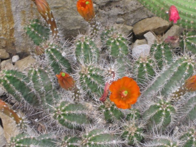 Planten un Blomen