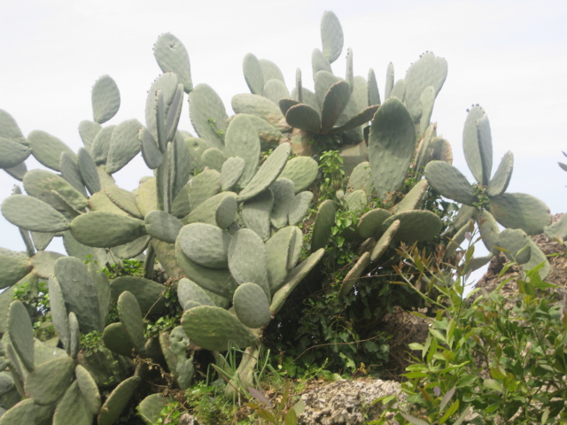Kaktus in Perge
