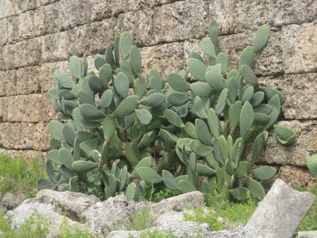 Kaktus Perge