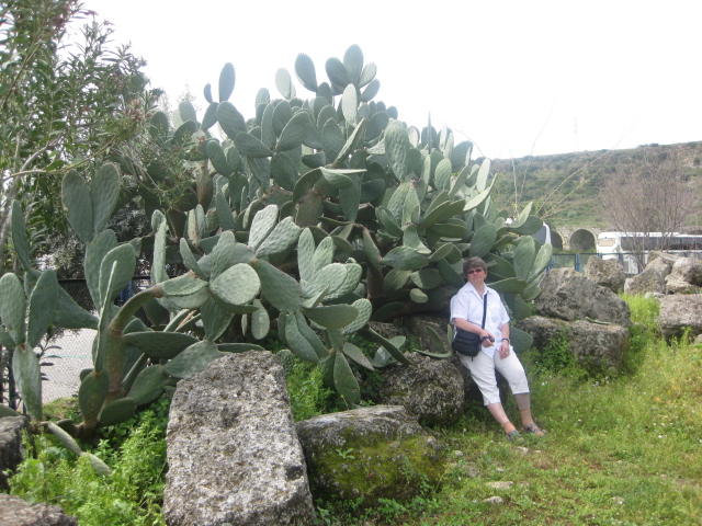 Kaktus in Perge