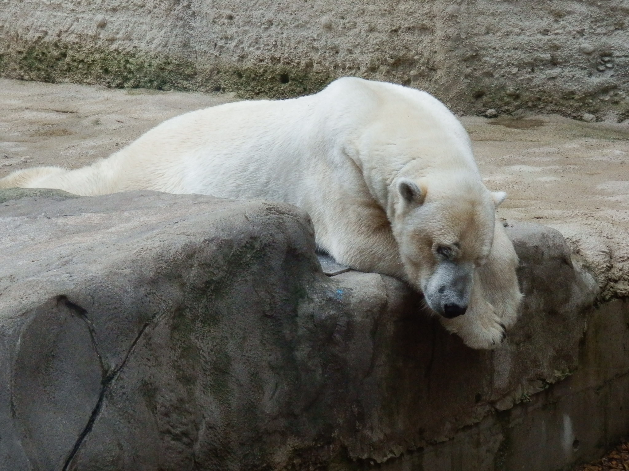 Hellabrunn