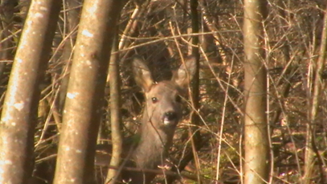 Reh im Wald