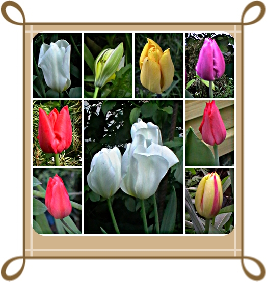 Tulpen