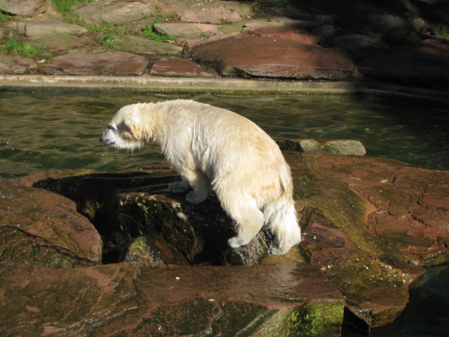 Eisbär