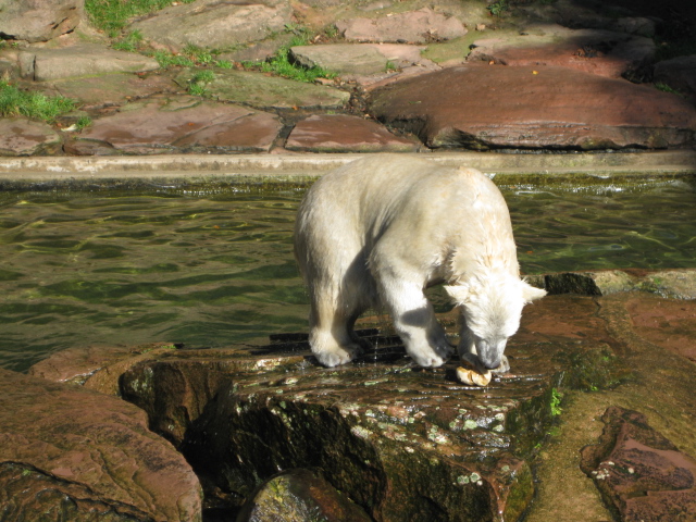 Tierpark Nürnberg