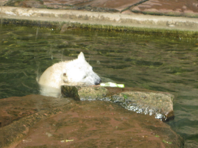 Eisbär