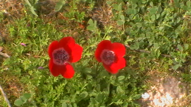 Pflanzen und Blumen April 2011